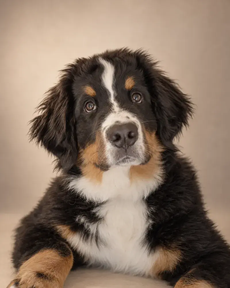 Jabba, en berner sennenhund-hvalp
